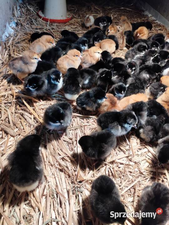 Kurczaki Marans Dark Shell