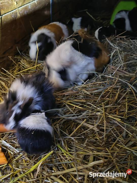 Sprzedam Świnki morskie Wólka Zastawska