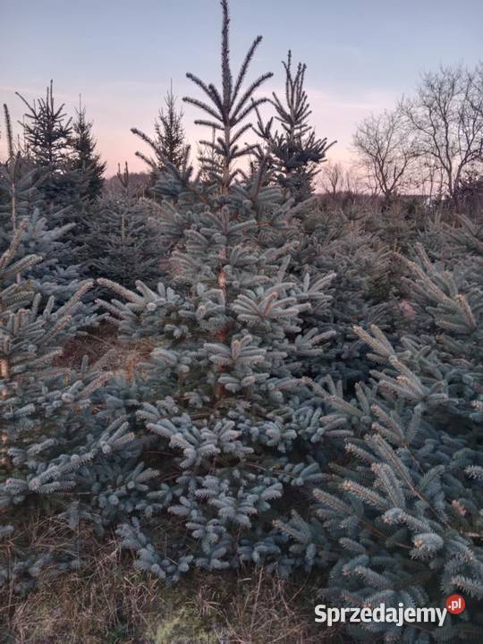 Choinki Świerk Srebrny Zwykły Duży Wybór Cięte Chełm