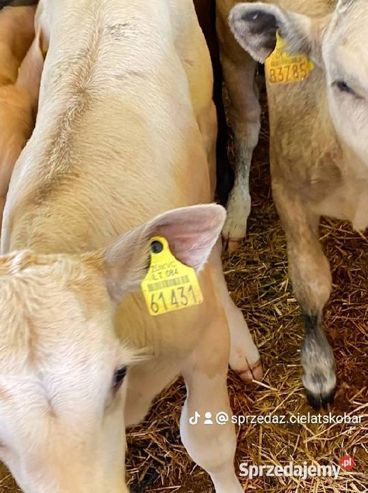 Sprzedaż cieląt mięsnych mazowieckie Płock