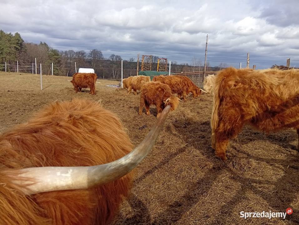 Krowy Highland stado 11 bydło mięsne szkockie Płachty