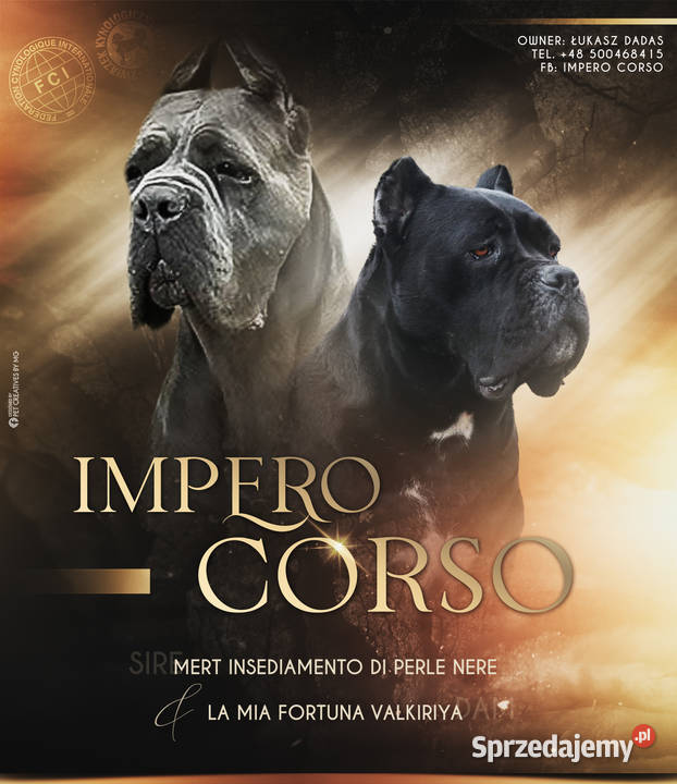 Szczeniaki Cane Corso ZKwP FCI Gończyce sprzedam
