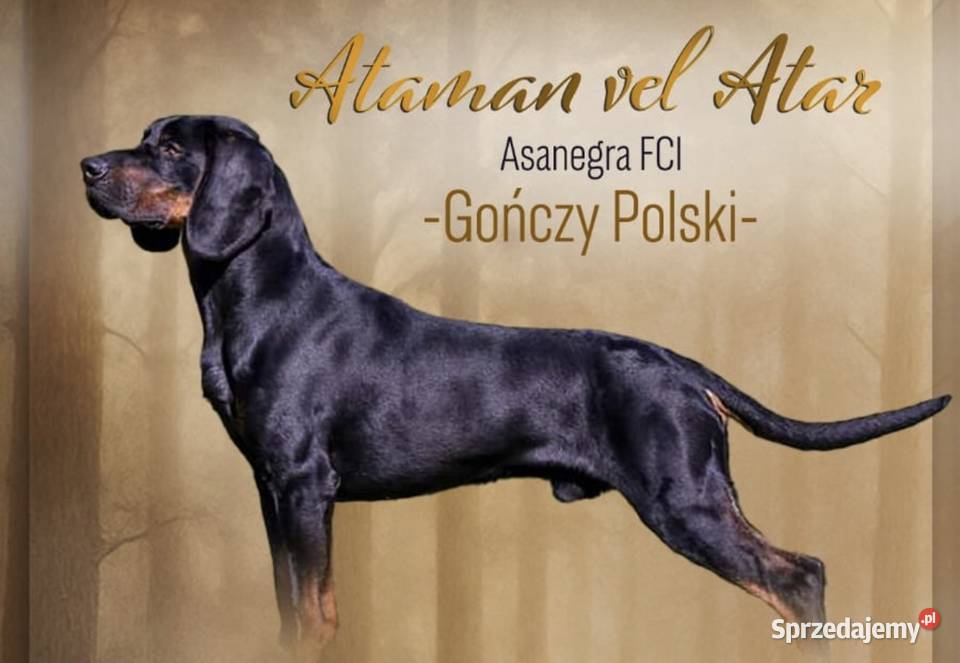 Gończy Polski z linii Zwycięzców Świata mazowieckie Celestynów