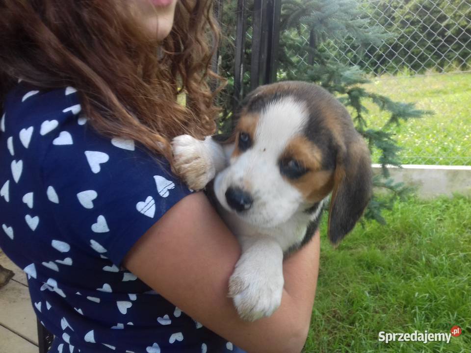 Piesek rasy Beagle z rodowodem Gnojnik
