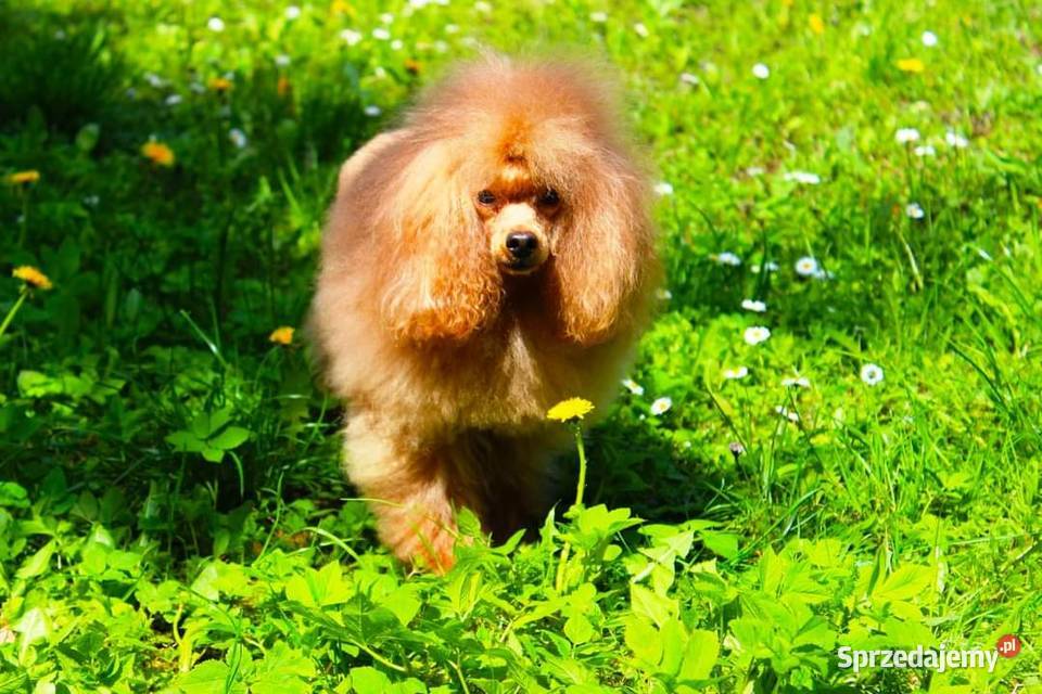 Pudel Toy dziewczyna z dokumentami FCI Kraków