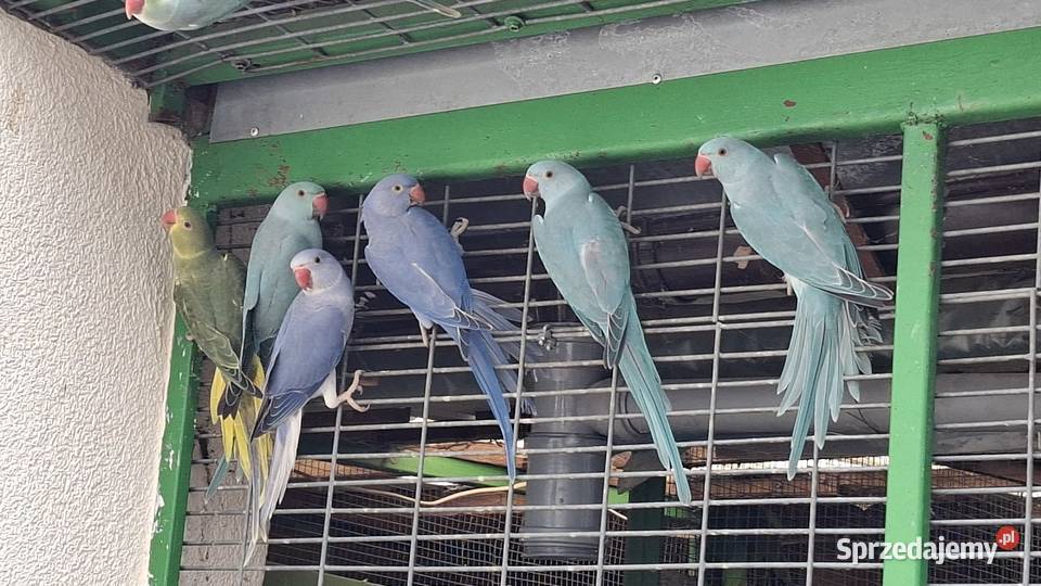 Aleksandretta aleksy aleksandretty obrożna Ptaki sprzedam
