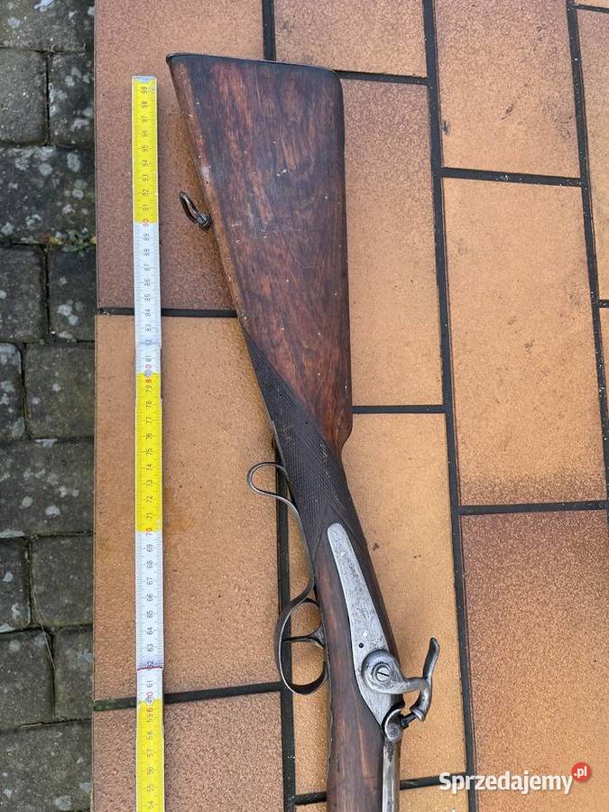 Ptaszniczka belgijska kapiszonowa Czaplinek