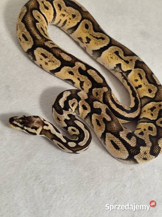 Dorosły Samiec Firefly Pruszków sprzedam