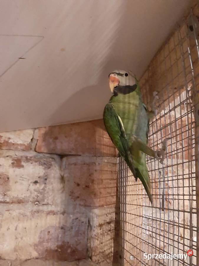 Aleksandrety różowopierśne i obrożne śląskie