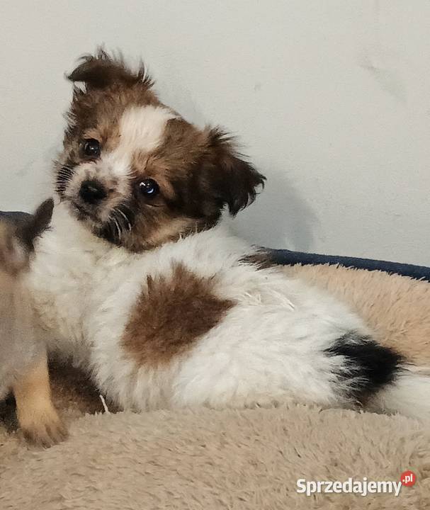 Chihuahua pieski Września