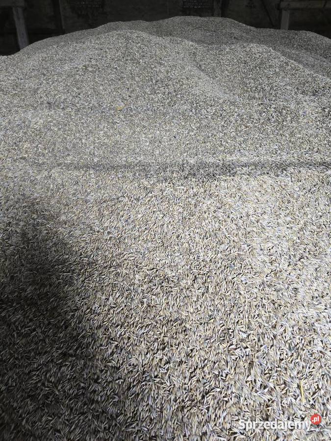 Sprzedam owies Zboża Świerzawa