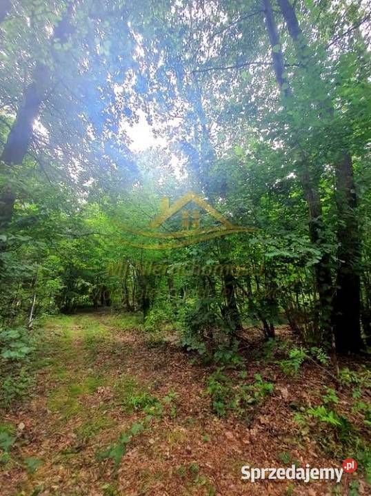 sprzedaży działki 6000m2 Budy Michałowskie sprzedam