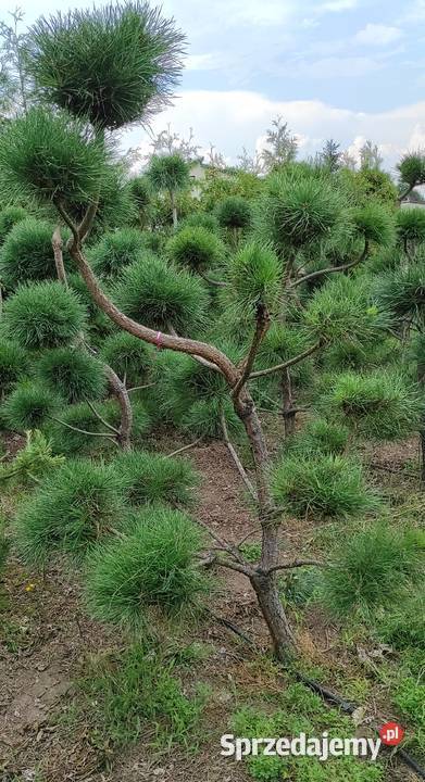 Czarna sosna bonzai bonsai Konin