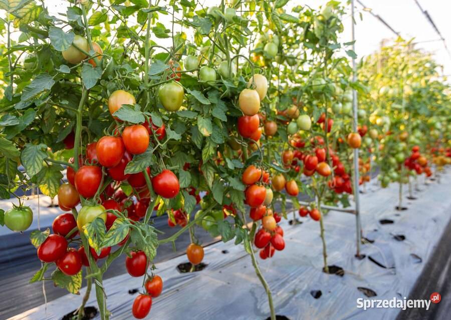TUNEL FOLIOWY 18 m 600 x 300 2 drzwi POLSKI Ogród Lublin
