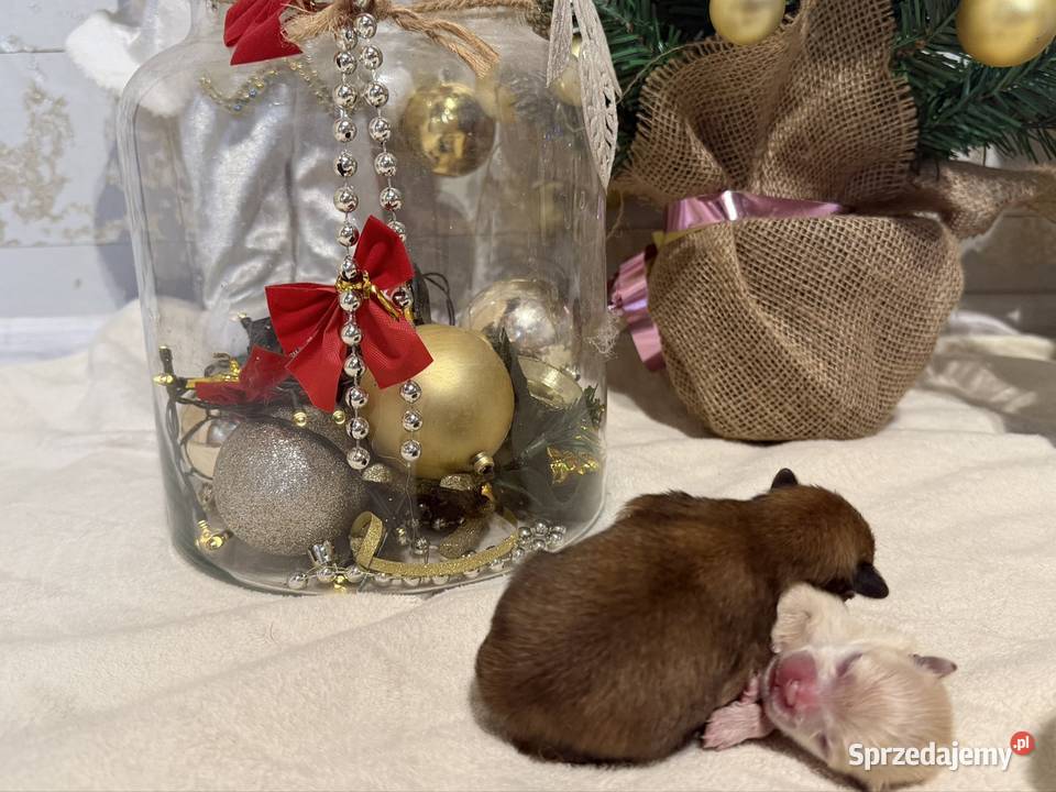 Szpic miniaturowy ciemny chłopczyk