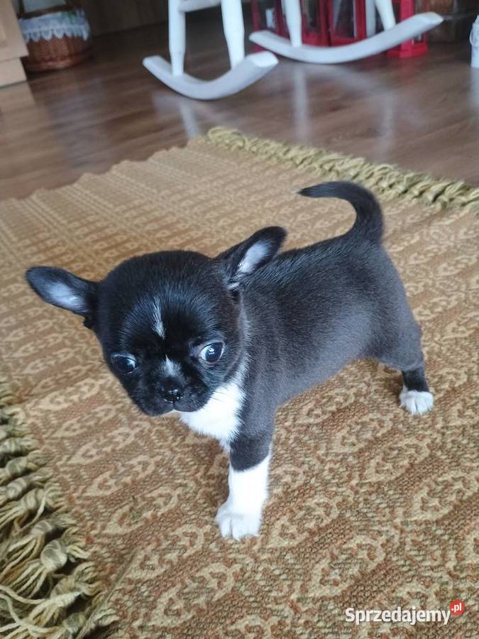 Chihuahua malutki xxs gorzka czekolada łódzkie sprzedam
