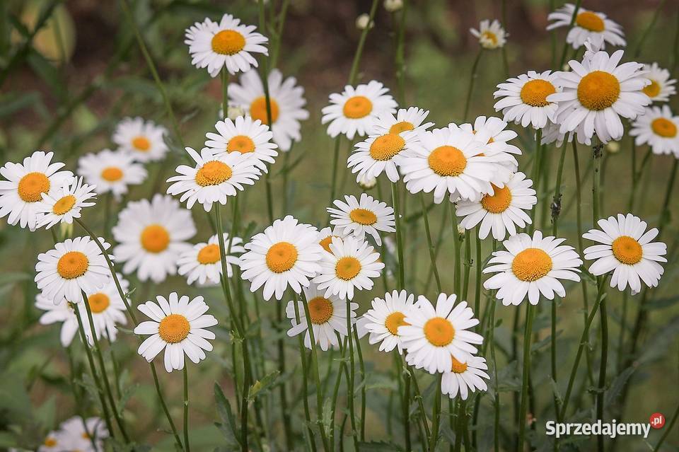 Opinia przyrodnicza karta informacyjna Wrocław