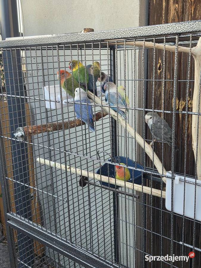 Nierozłączki z klatką Pionki