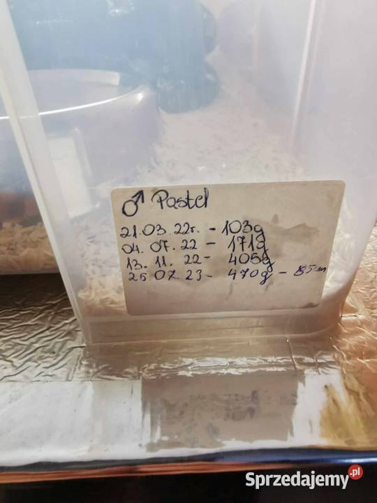 Pyton Królewski pastel samiec małopolskie