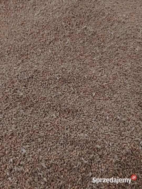 Sprzedam pszenicę konsumpcyjną Opokę Łuków sprzedam