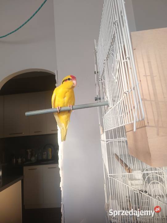 Modrolotki Kozy śląskie Dąbrowa Górnicza sprzedam