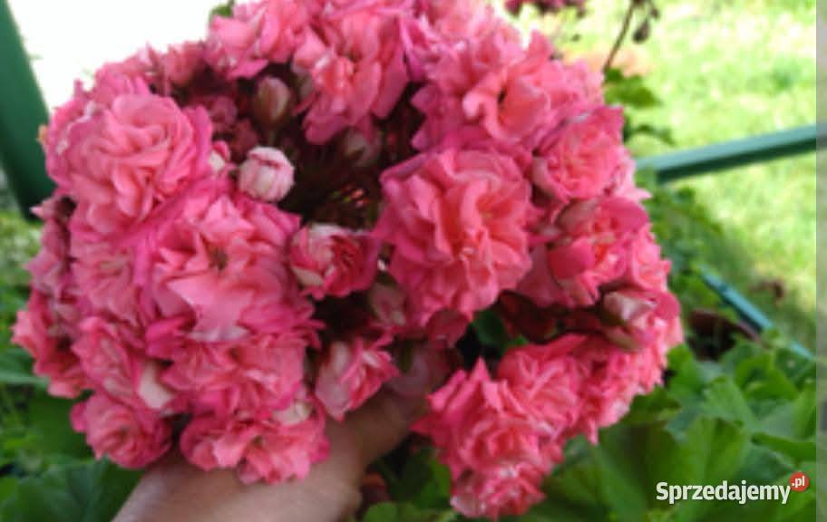 Sadzonki pelargonii kolekcjonerskie Koszalin