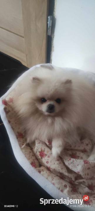 Szpic pomeranian Bydgoszcz