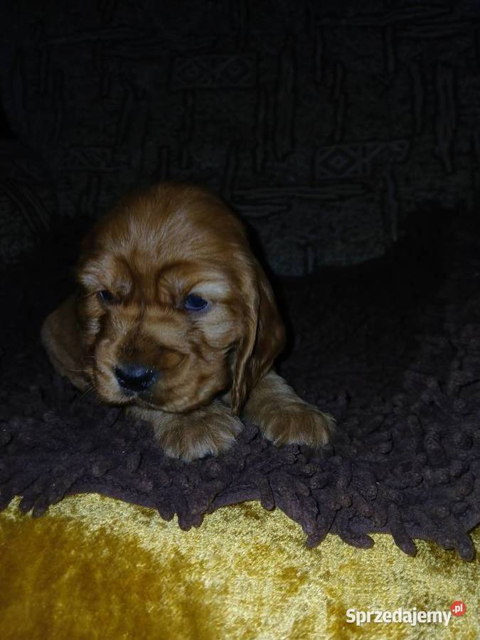 Śliczne Szczenięta Cocker Spaniel Angielski Sieradz