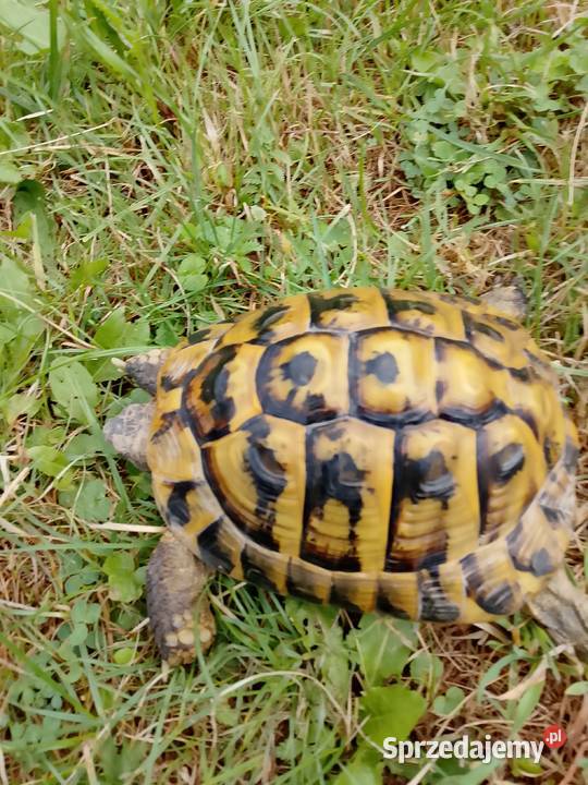 Żółw grecki lądowy dorosły samiec Gady i płazy Bielsko-Biała