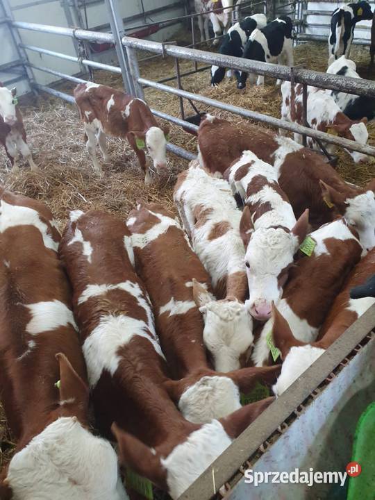 Sprzedam cielaki mięsne