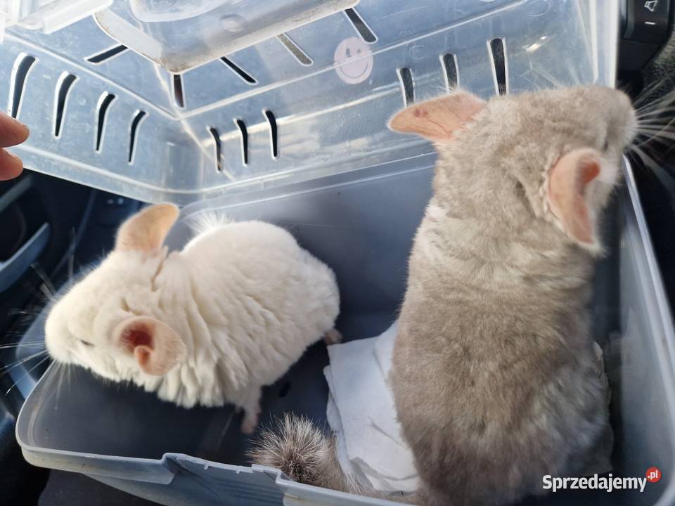 Szylki szynszyle chinchilla biała i beżowa Pinczyn