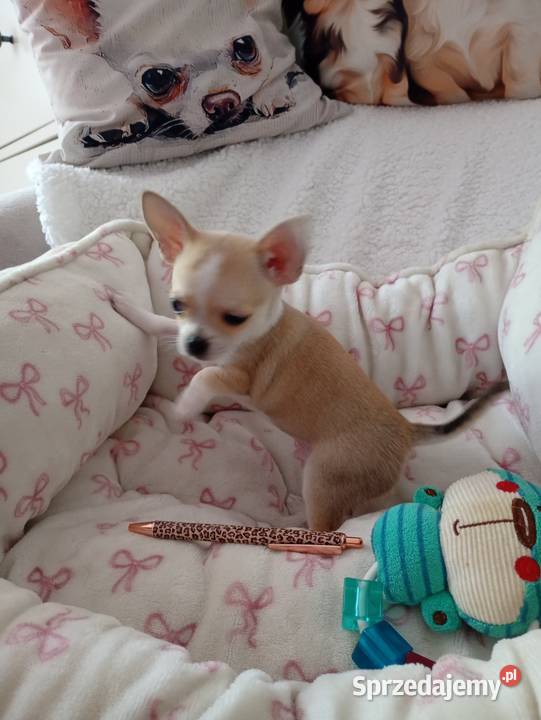 Mini piesek chihuahua sprzedam