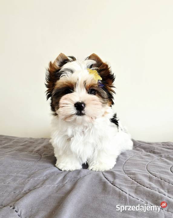 Śliczny maluszek piesek BIEWER Yorkshire Terrier