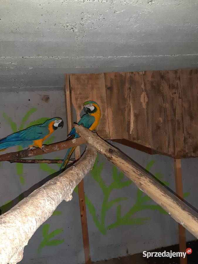 Sprzedam papugi ary Kraków