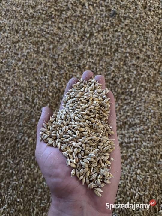 Jęczmień jary zbiór 2025 Gruszów sprzedam