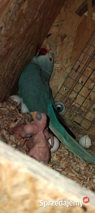 Papuga aleksandretta Prabuty