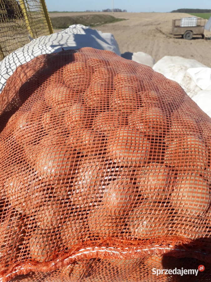 Irga sadzeniaki mazowieckie