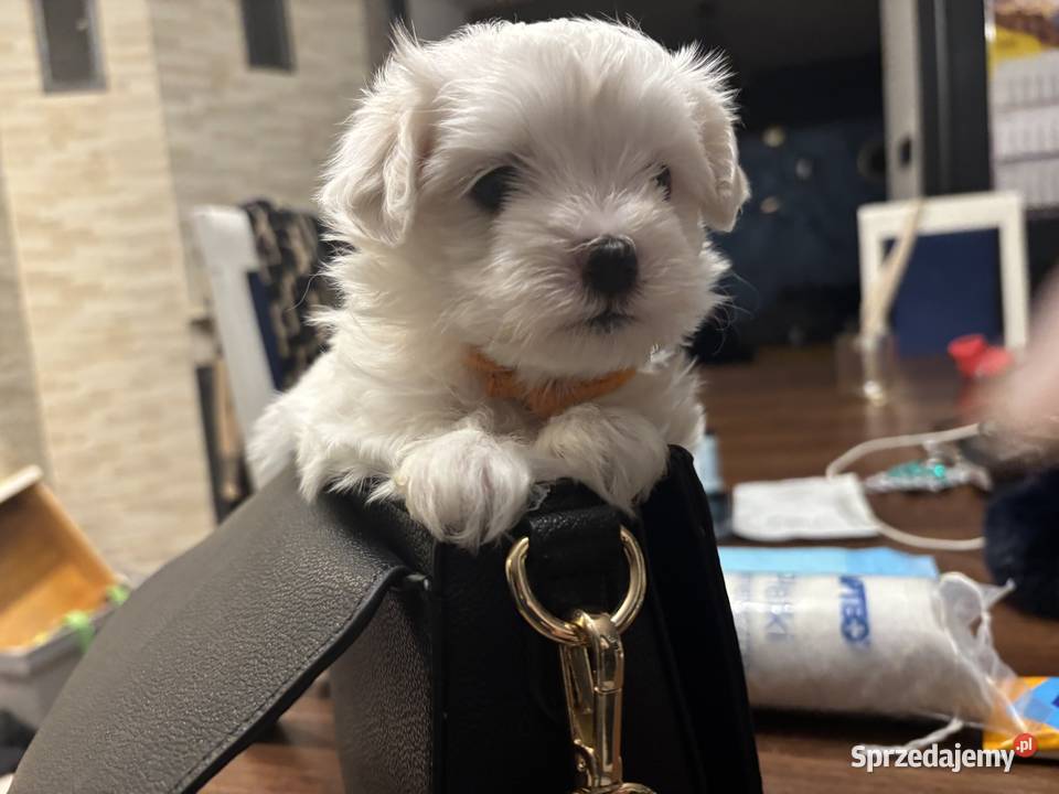 Cudowne maltańczyki Maltańczyk Łódź