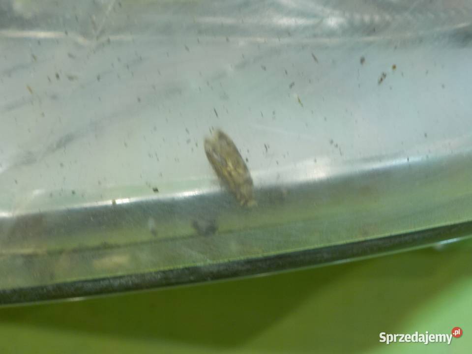 FORD S 08r 5D lampa lewa przod soczewka osobowe Suków