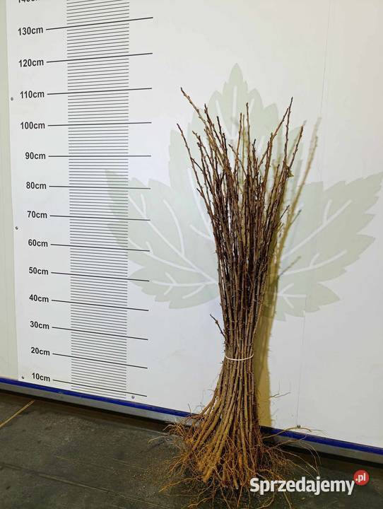 Sadzonki agrestu Mucurines Kamieniar Puszkinskij Stary Pożóg