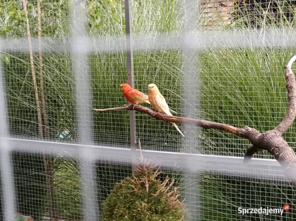 Rozelle królewskie świergotki Płońsk sprzedam