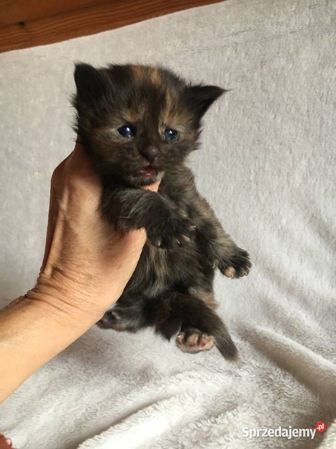 Kocięta Maine Coon wielkie koty Kraków sprzedam