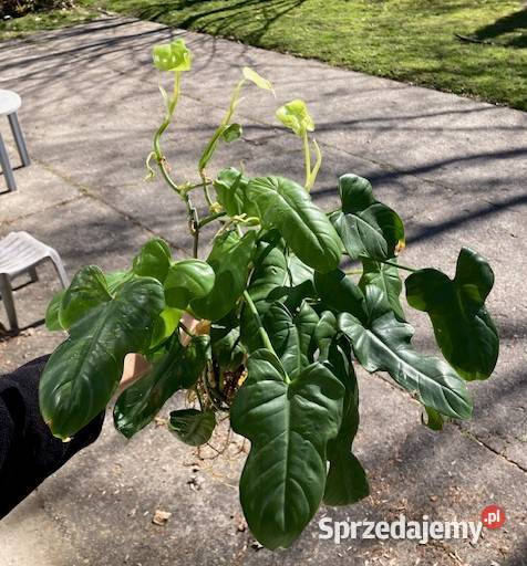 Mniejszy zestaw Philodendron filodendron