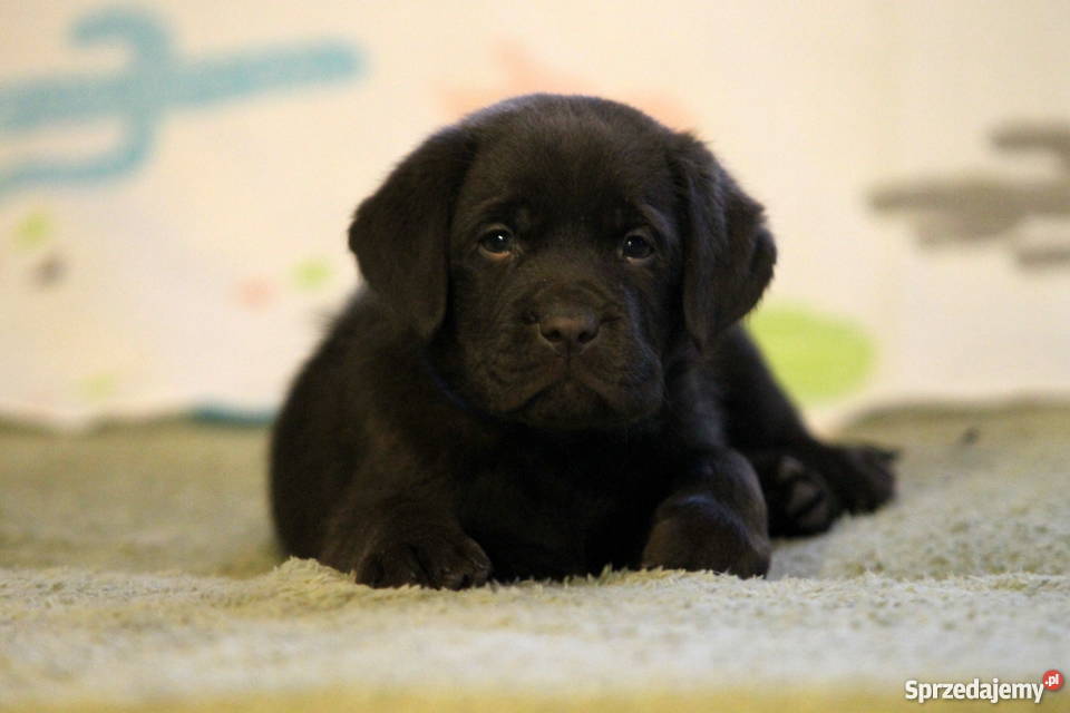 Labrador Retriever czarne i czekoladowe Poniatowice