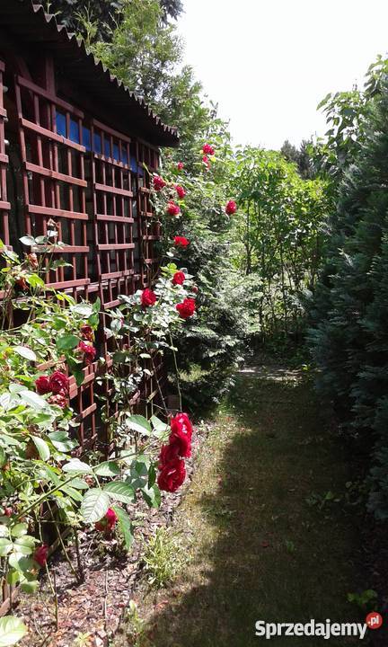 Działka ROD Strzeszyn siatka Poznań