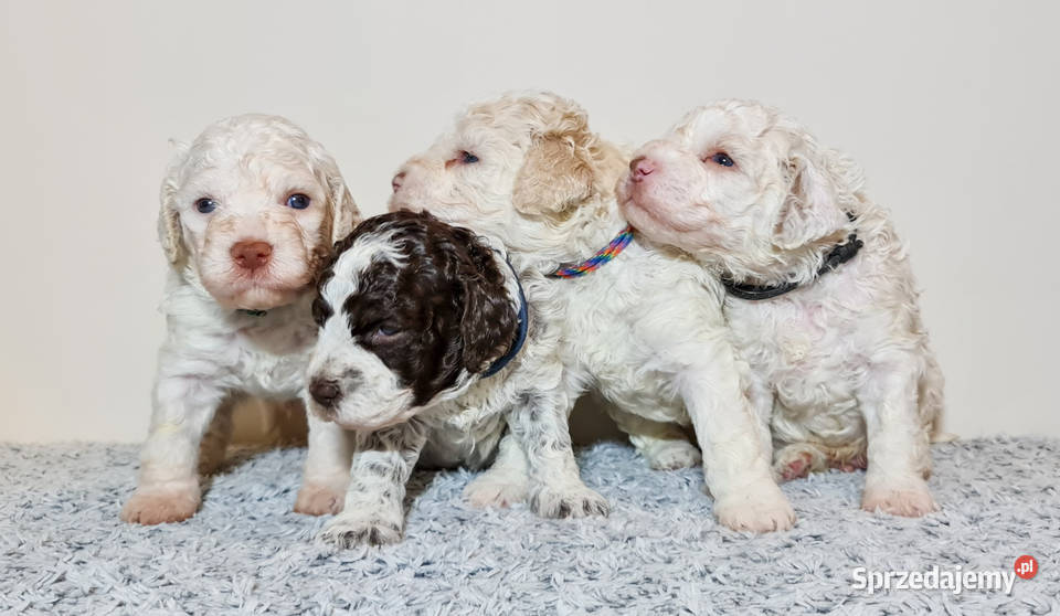 Szczenięta Lagotto Romagnolo utytułowanych opolskie Nysa