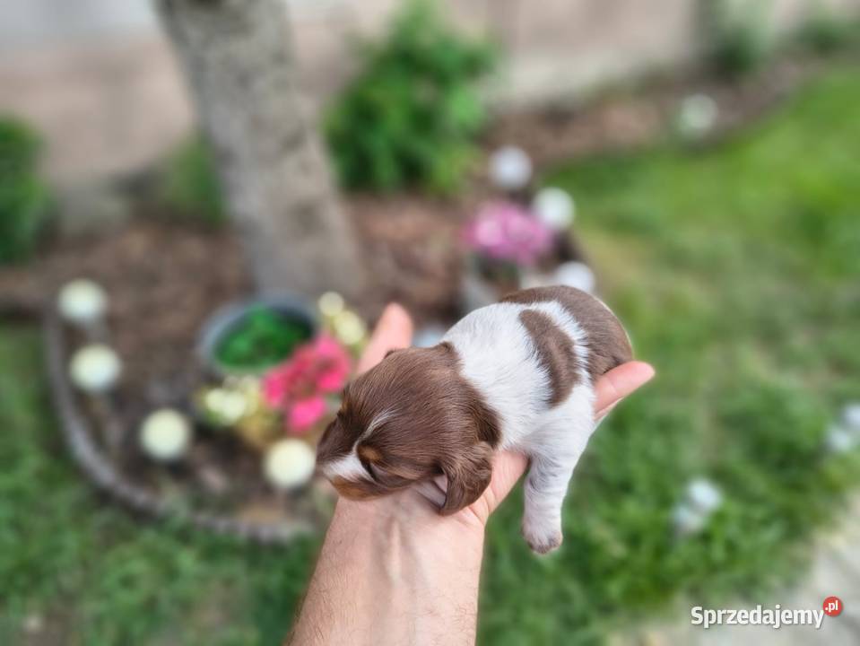 Jamnik długowłosy Piebald Choco Czekoladowy Jamnik Żychlin sprzedam