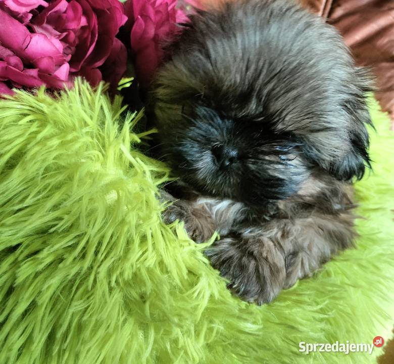 Shih tzu FCI sprzedam