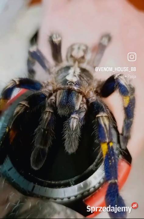 Para pajączków 55 DC Bielsko-Biała sprzedam