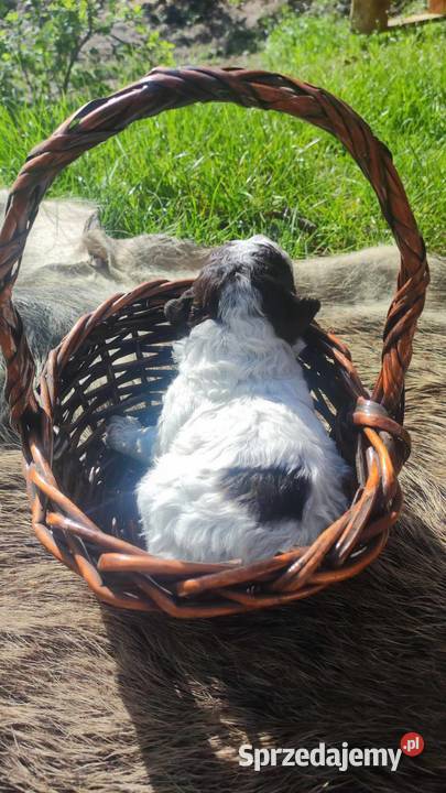 Lagotto Romagnolo Zakątek Bystrego FCI Augustów